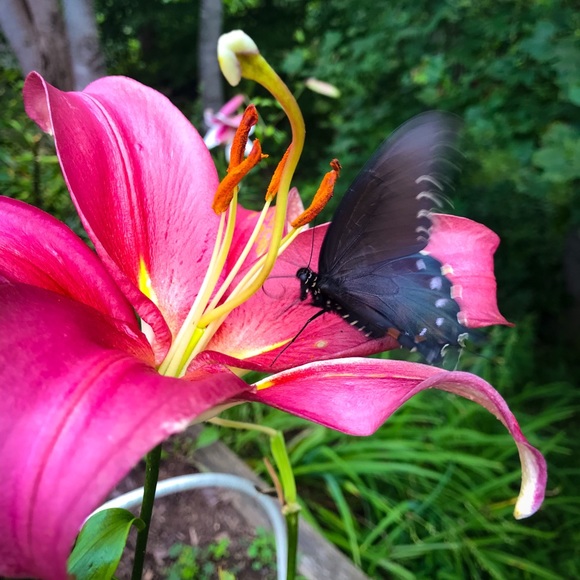 Meet your Posher, Lauren - Picture 7 of 8